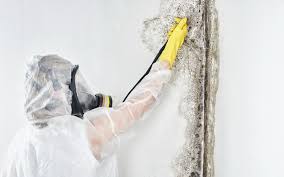 Mold Remediation for Vacation Homes in Franklinville, NC